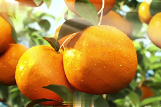 render realistic 3d food modeling and animation for commercial and ads