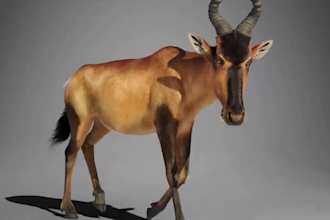 do 3d animal model 3d animal animation 3d creature with xgen hair realistic fur