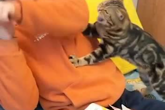 create a funny pet compilation , animals videos for youtube