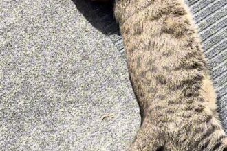 create high quality pet ugc content for your cat brand