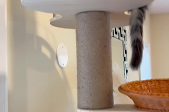 create a cat kitten photo or video with model