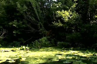 create sound effects beautiful sounds of nature
