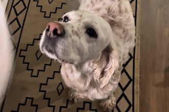 create natural and warm ugc videos for your pet brand