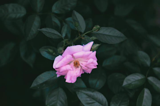 make instagram reel ads by your own pictures