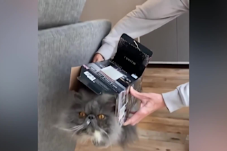 create all funny animals video for youtube copyright free