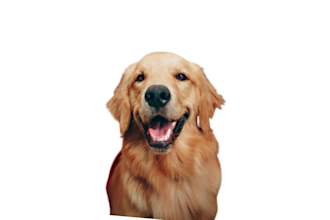 remove photo background , cut out images,  photo editing