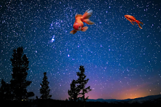 do photoshop image manipulation and GIF animation