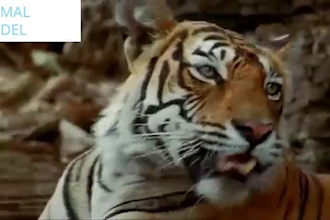 create 3d animal model, 3d animal animation, 3d rigging, character model, cgi