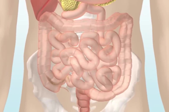 do 3d medical animation digestive system biology healthcare explainer video