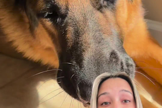 create ugc video ads for dog companies