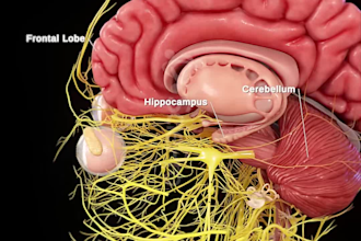 create professional good quality 3d 2d medical animation and agency will provide