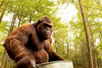 create ai yeti or bigfoot meme videos for tiktok or reels