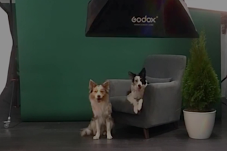 create ugc video ad with dog model