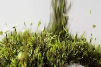 do 3d flower animation 3d plant animation 3d flower model 3d plant model