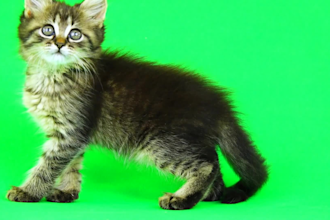 remove green screen background from video