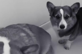 create funny ai talking dog or animal animation from your pet or animal photo