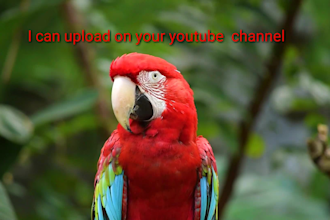 create a youtube channel, logo, banner, and 3 hrs long relaxing music videos