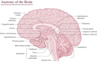 make detailed medical and anatomical illustration designs