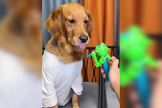 provide funny cats dogs videos and funny people fails videos for tiktok channel