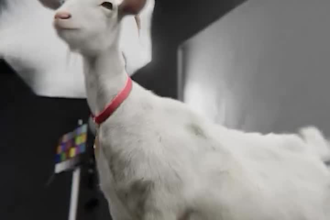 integrate realistic 3d animal models, 3d animal rigging,  cgi animal animation
