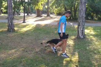 train your dog to become an engaged and playful member of your family
