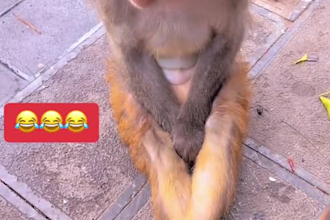 create funny animal video