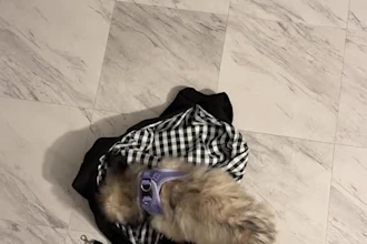 create cute ugc content videos with my puppy for your pet brand