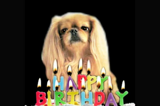 make a happy birthday dog or cat singing video