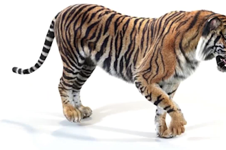 3d animal model 3d cute 3d character model 3d animal rigging animation fur xgen