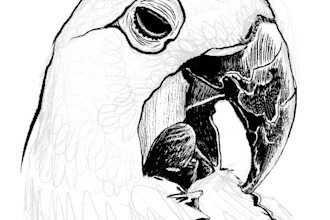 ink drawing with textures