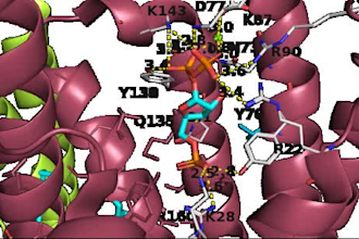 virtual screen 1000 ligands using molecular docking