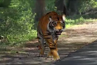 3d animal animation 3d animal design character animation creatures