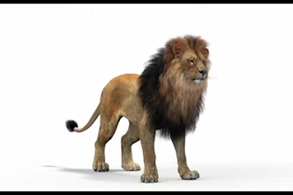 rig realistic 3d animal animation 3d dragon animation