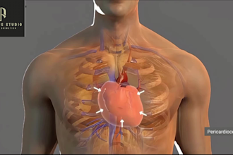 create high quality 3d surgical animation for laparoscopic, orthopedic procedure