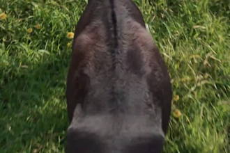 do cgi 3d animal animation, character animation ,3d animal design, 3d creature