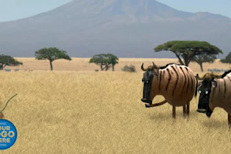 add logo and text in funny cow short video