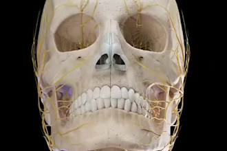 craft stunning 3d medical animations and models