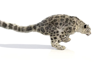 3d realistic cgi animal animation,3d animal model,3d animal rig, vfx compositing