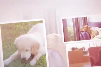 create a pet memorial or birthday slideshow video that tells your pets story