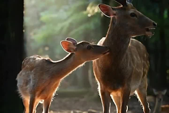 do realistic 3d animal model, 3d rigging, 3d animal animation, 3d animal charact