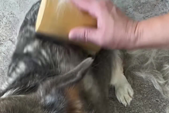 create tiktok ugc videos with pets male female couple