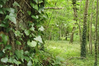 do relaxing guided meditation in jungle ambience with nature sounds music