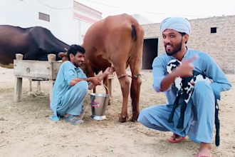 wish funny african happy birthday video africa or funny happy father day video