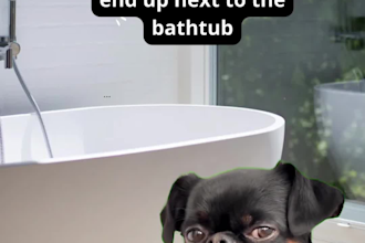 create viral pet meme viral videos