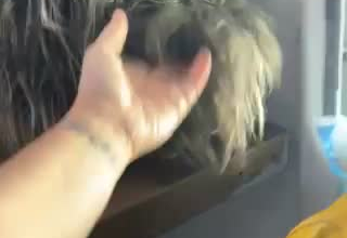 your best customer service representative for pet grooming industry