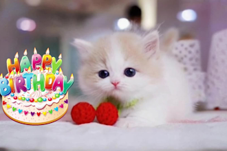 make a happy birthday singing video for your dog or cat
