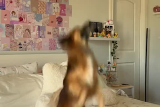 create ugc video ads for viral pet ugc, pet brands, lifestyle brands