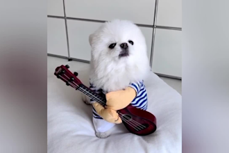 create monetizable funny animal videos, pets videos for youtube, tiktok in 24hr