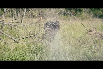 do vfx, compositing, animation, clean up