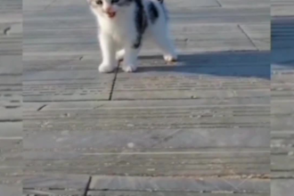 create a top copyright free funny cats and dogs compilations video for youtube